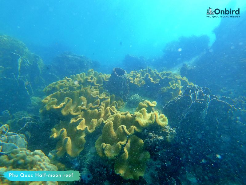 Golden Leather coral - Phu Quoc Private snorkeling tour - Explore coral at Half-moon Reef