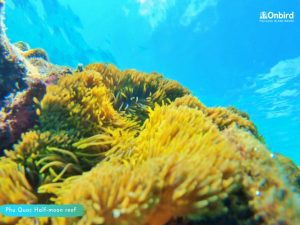 Phu Quoc snorkeling - Anemone at Shallow Reef