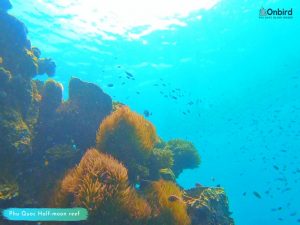 Phu Quoc Snorkeling Tips - Save Phu Quoc Sea