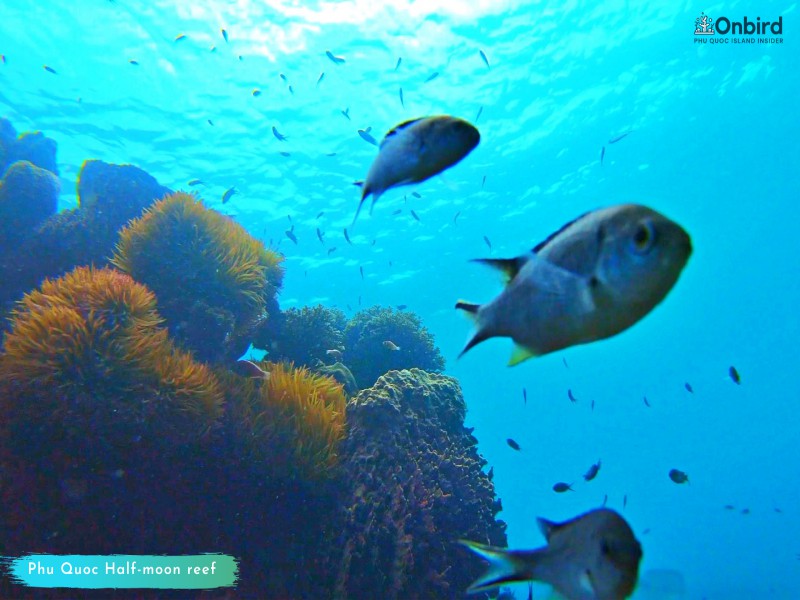 Phu Quoc touristy-avoiding snorkeling tour to explore Half-moon Reef