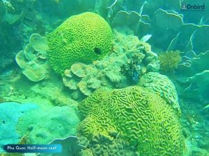 Phu Quoc U-Turn - Top snorkeling - diving sites