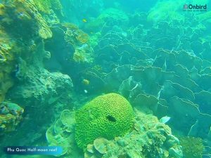 Phu Quoc U-Turn - Top snorkeling - diving sites