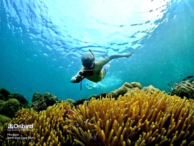 Snorkeling at North-east Coral Reef, the best snorkeling & diving spots in Phu Quoc Island, Vietnam