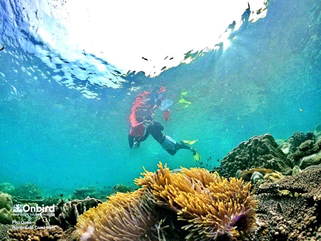 Snorkeling at North-east Coral Reef, the best snorkeling & diving spots in Phu Quoc Island, Vietnam