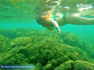 Phu Quoc Coral Mountain at Crystal Reef - Phu Quoc Distinct & Touristy-avoiding Snorkeling Tour