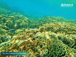 Phu Quoc Coral Mountain at Crystal Reef - Phu Quoc Distinct & Touristy-avoiding Snorkeling Tour