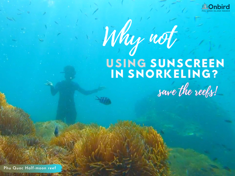 WHY SHOULDN'T USE SUNSCREEN IN SNORKELING? - OnBird