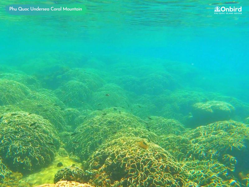 Phu Quoc Coral Mountain - Phu Quoc Tailor-made Snorkeling tour