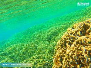 富国岛珊瑚山 - 富国岛潜水游览