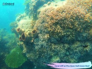 Coral Cliff At Phu Quoc Half Moon Reef - Phu Quoc distinct snorkeling tour avoid the crowd