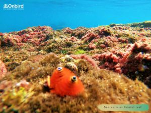 Phu Quoc Christmas Tree Worm at the Crystal Reef - Phu Quoc Island Guide - Phu Quoc Snorkeling Tour