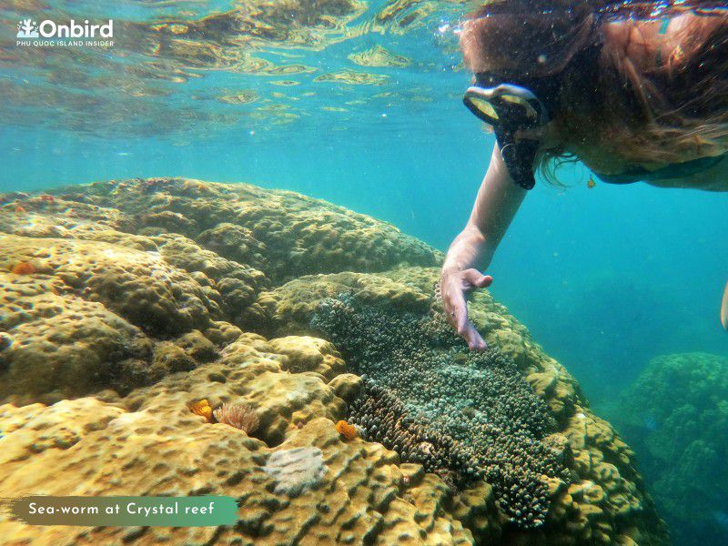 Phu Quoc Christmas Tree Worm at the Crystal Reef - Phu Quoc Island Guide - Phu Quoc Snorkeling Tour