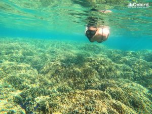 Phu Quoc Coral Mountain at Crystal Reef - Phu Quoc Distinct & Touristy-avoiding Snorkeling Tour