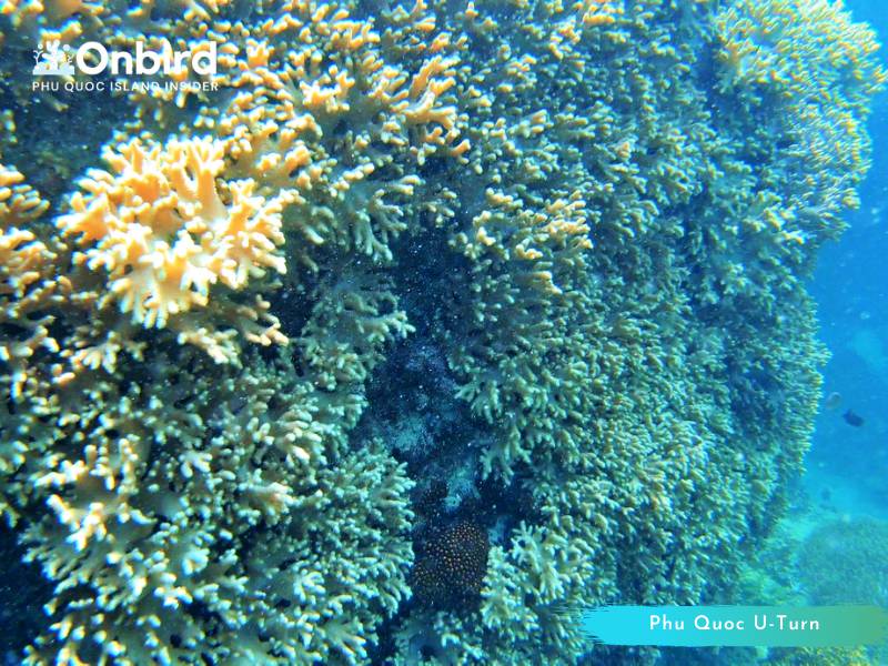 Phu Quoc Coral Cliff at Half-moon Reef - Phu Quoc Diving - snorkeling
