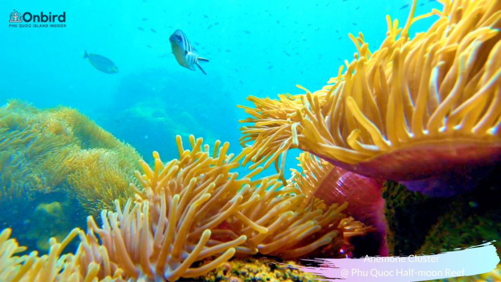 Anemone Cluster at Half-moon Reef - Phu Quoc Snorkeling & Diving site