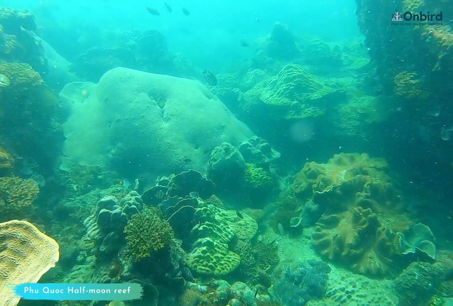 ハーフムーンリーフフーコック島のサンゴ