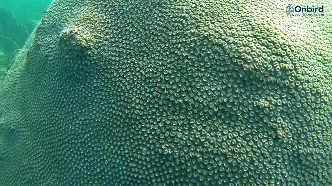 Helmet-shaped massive coral at Half-moon reef Phu Quoc island