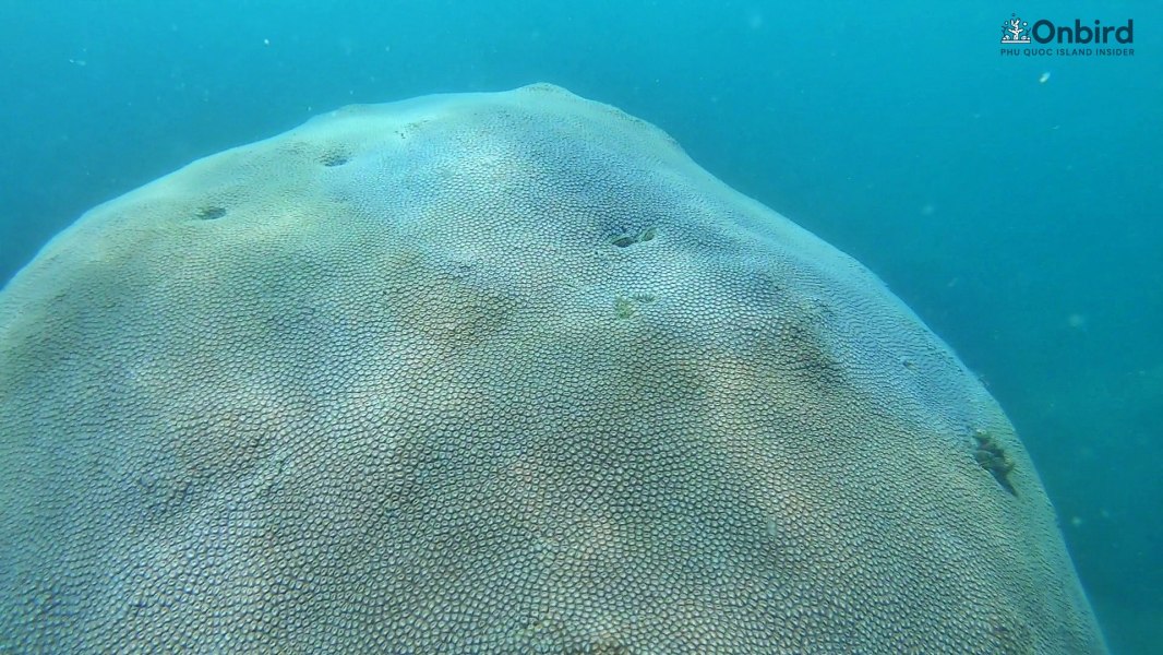 Helmet-shaped massive coral at Half-moon reef Phu Quoc island