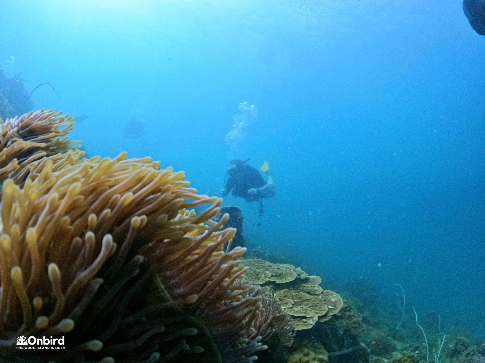 Dcim103goprogopr9087.jpg