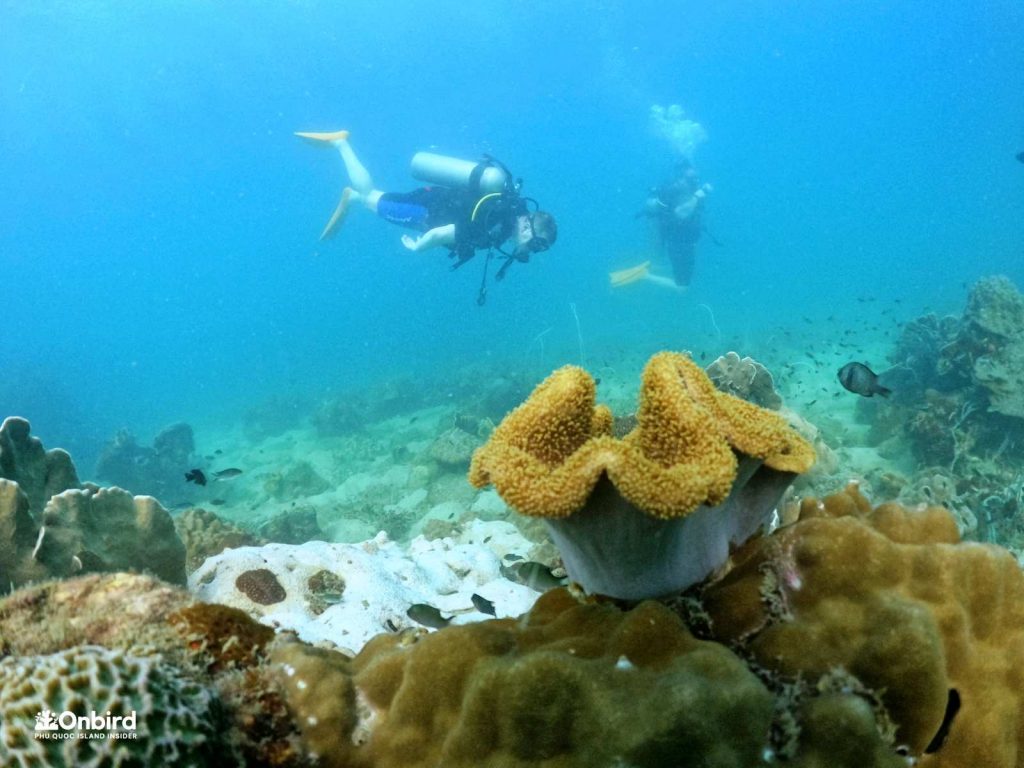 Scuba Diving in Phu Quoc Island, Vietnam