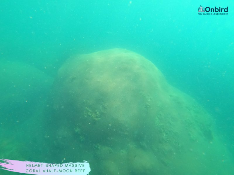 Dome-shaped Honeycomb Coral at Half-moon Reef, Phu Quoc snorkeling & free-diving tour