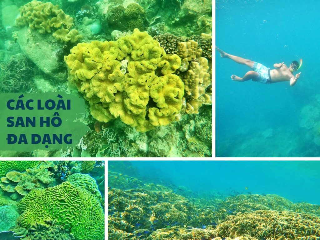 Blog Tour Ghep Nhom Nho Cac Loai San Ho Da Dạng