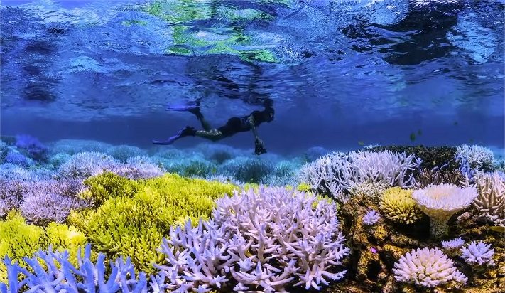 Chasing Coral Full Feature Netflix Youtube Google Chrome 2