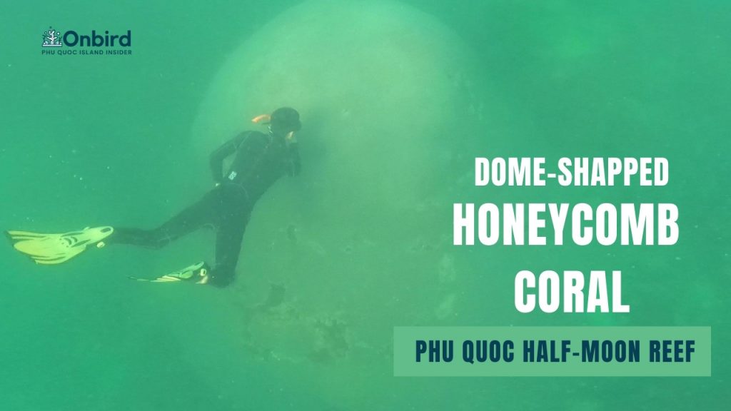 Honeycomb Coral Youtube Thumbnail