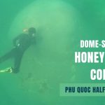 Honeycomb Coral Youtube Thumbnail