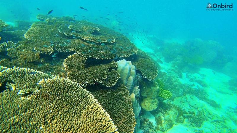 Table coral at Shallow Reef, Phu Quoc Island - Snorkeling & Diving in Phu Quoc, Vietnam