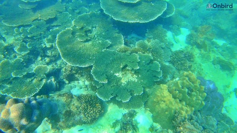 Table coral at Shallow Reef, Phu Quoc Island - Snorkeling & Diving in Phu Quoc, Vietnam