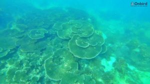 Table coral at Shallow Reef, Phu Quoc Island - Snorkeling & Diving in Phu Quoc, Vietnam