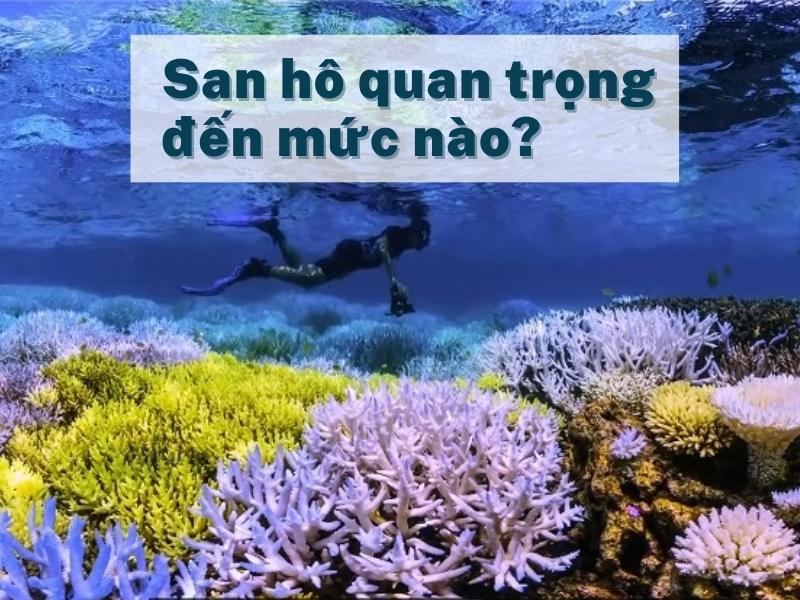 tam quan trong cua san ho