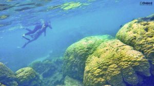 Logo Resized Logo Resized Snorkeling 5