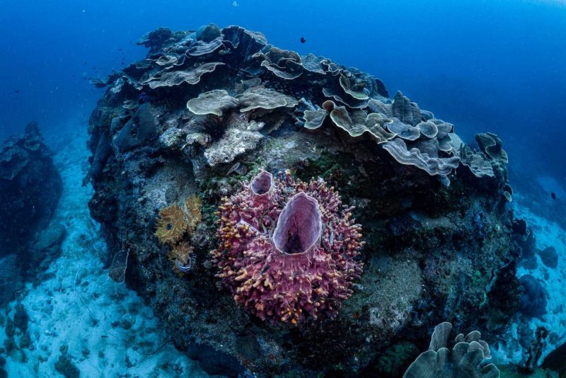 Coral colony at Fortune Teller Island (Hon Thay Boi), Phu Quoc Island, Vietnam - Diving - snorkeling sites in Phu Quoc