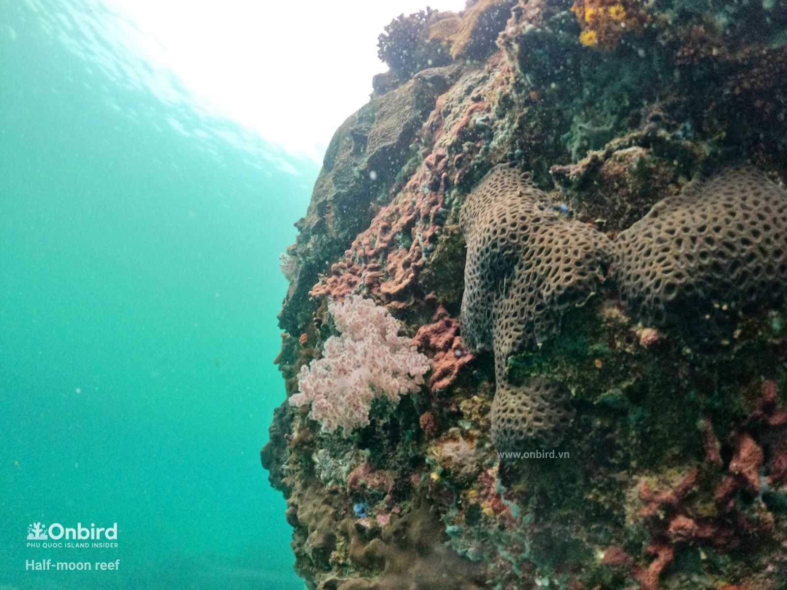 Finger Leather Coral(Sinularia or Nepthea Coral) in Phu Quoc Island, Vietnam