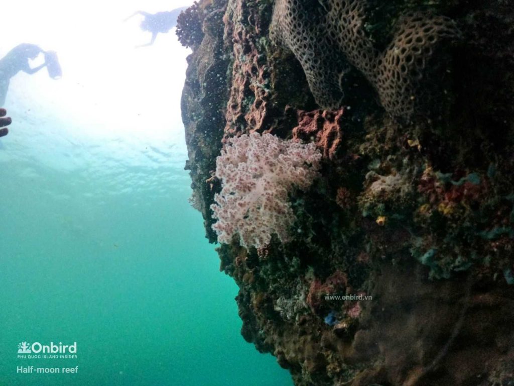 软珊瑚与硬珊瑚之区别- OnBird | Phu Quoc Soft-adventure Journeys