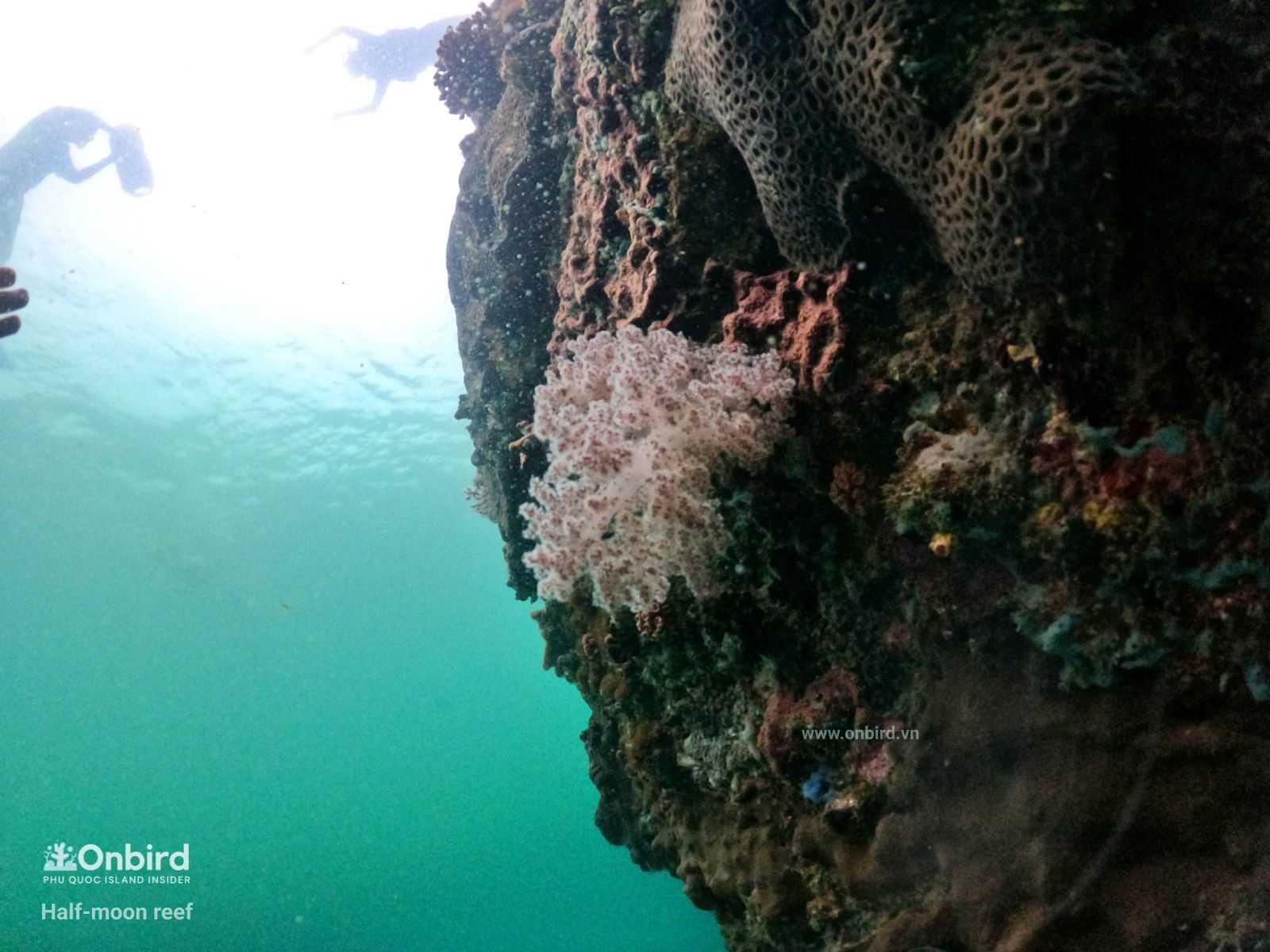 Finger Leather Coral(Sinularia or Nepthea Coral) in Phu Quoc Island, Vietnam