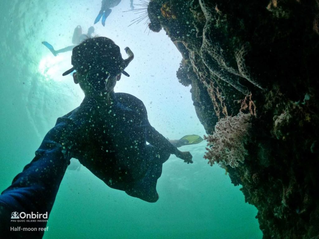 Finger Leather Coral(Sinularia or Nepthea Coral) in Phu Quoc Island, Vietnam