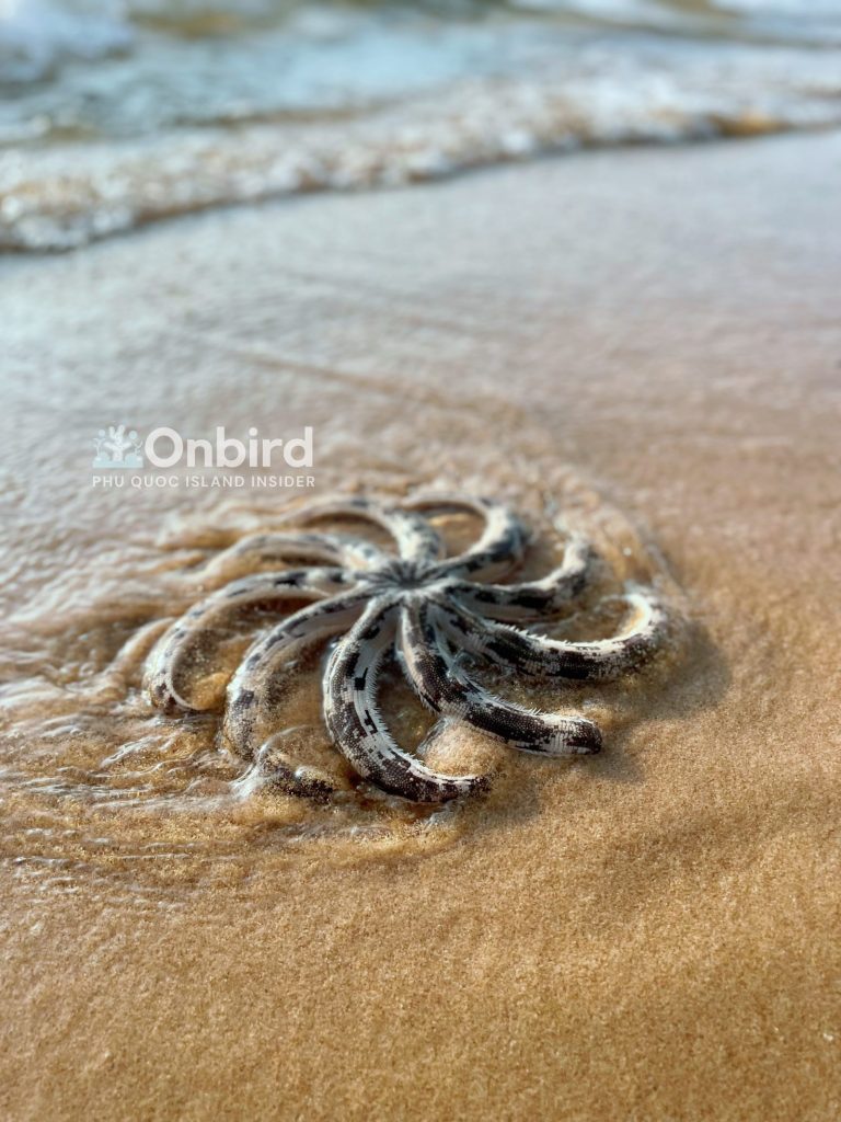 A sea star found on Bai Truong beach