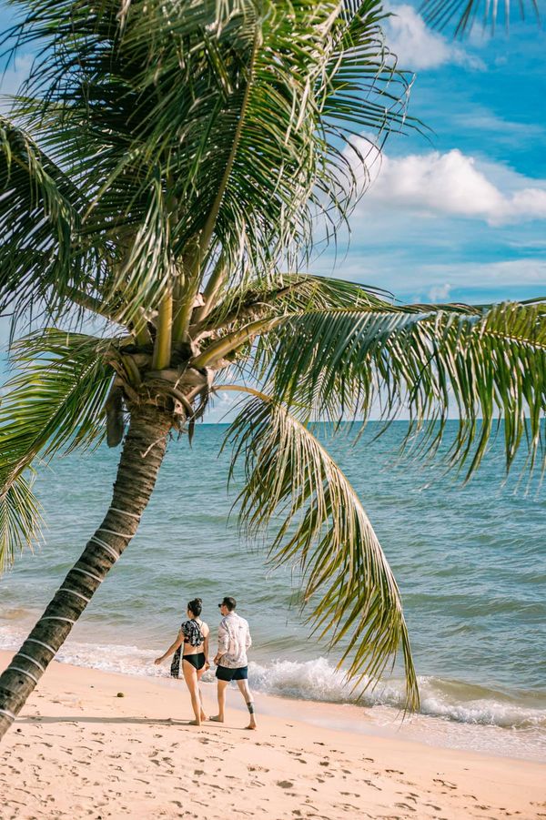 Favorite palm tree of all guests at Cassia Cottage - Phu Quoc Resort review