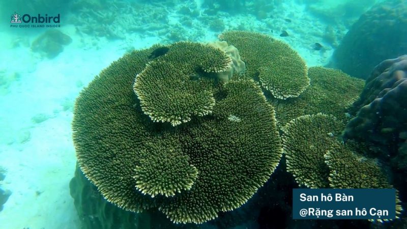  Logosan Ho Ban Rang San Ho Can (2)