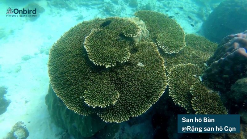 Logosan Ho Ban Rang San Ho Can (4)