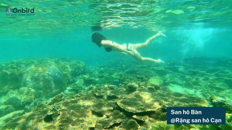  Logosan Ho Ban Rang San Ho Can (6)