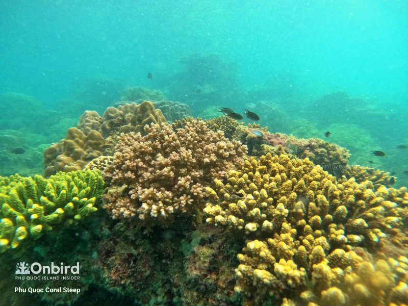 Snorkeling at Coral Steep Phu Quoc Island, Vietnam