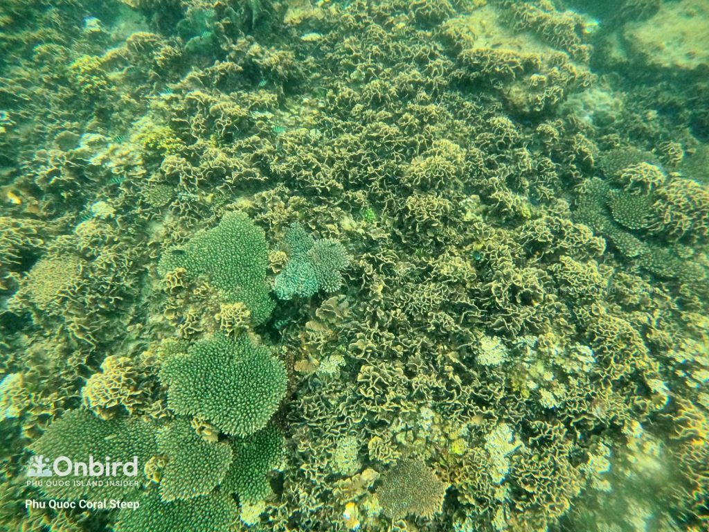 Snorkeling at Coral Steep Phu Quoc Island, Vietnam