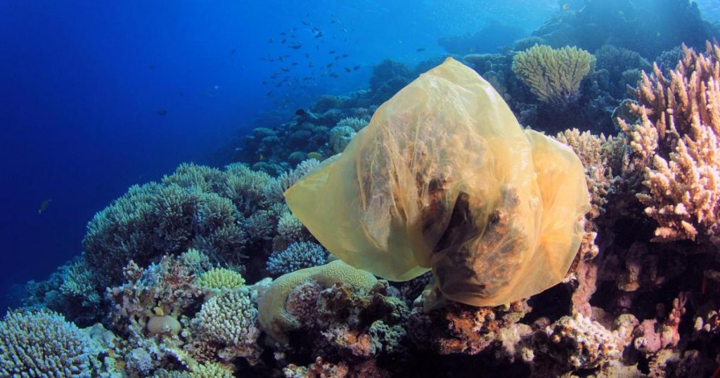 Plastic Bag Suffocating A Coral Shutterstock Rich Carey 1200x630