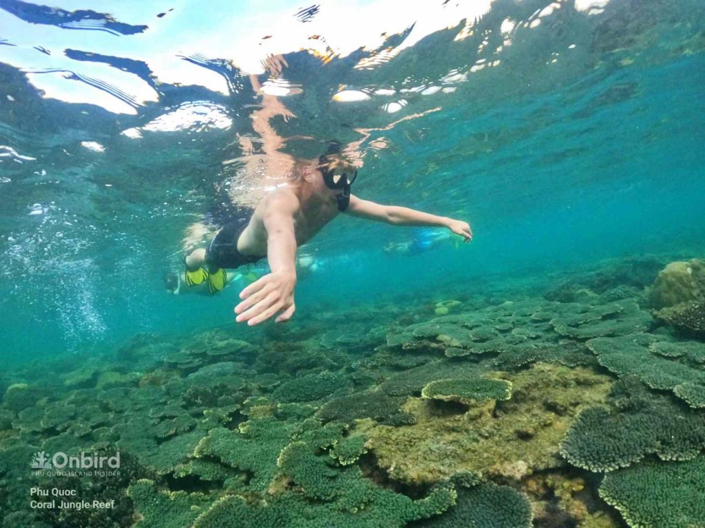 Healthy coral Colony at the Coral Jungle Reef, Phu Quoc Island, Vietnam