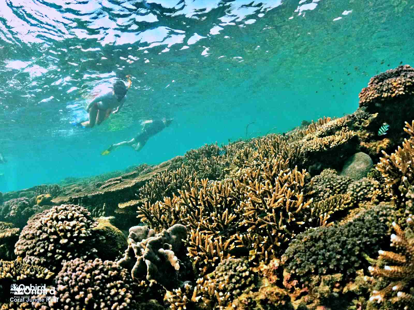 Starghorn coral at the Coral Jungle Reef, the healthiest and largest coral reef in Phu Quoc Island, Vietnam