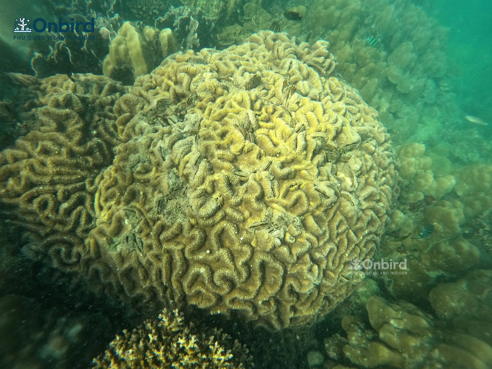 Dcim100goprogopr0838.jpg